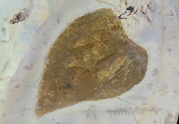Paleocene Fossil Leaf (Zizyphus) - Montana #68330